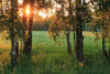 Birch Trees Meadow with High Grass in Summer Wall Mural