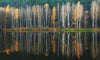Birch trees in Colorful Autumn Reflection Wall Mural