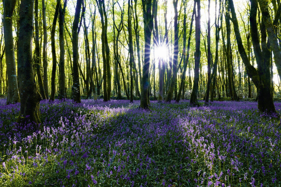 Bluebells blooming in a serene forest setting – Peel and Stick Wall Murals