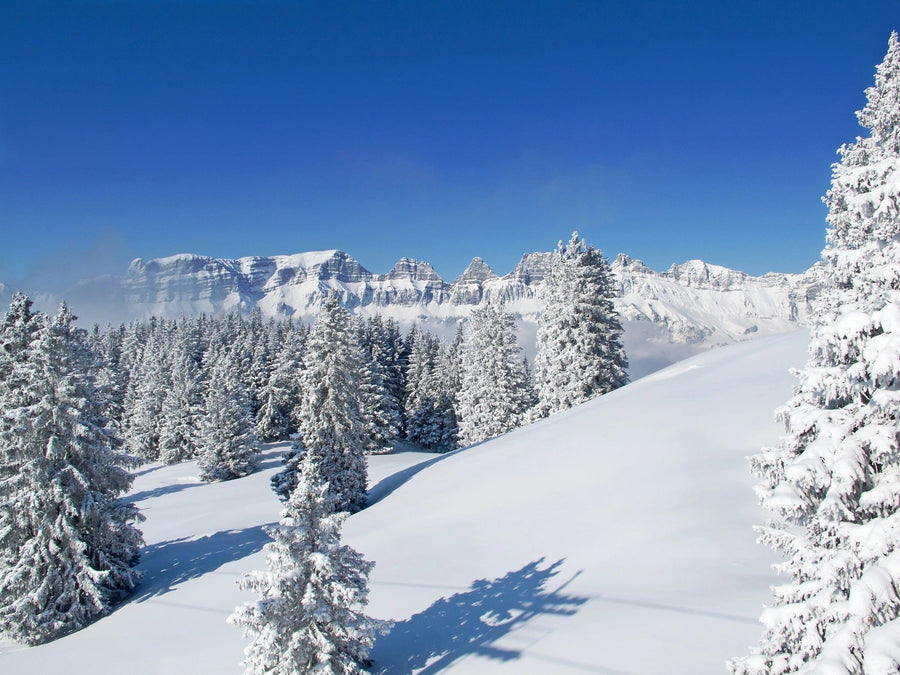 The "Blue Sky Winter in the Alps Wall Mural" illustrates a snowy forest of evergreen trees under a clear blue sky, with a mountain range in the background. Tree shadows stretch across the snow-covered ground, adding contrast and depth to the bright scene.