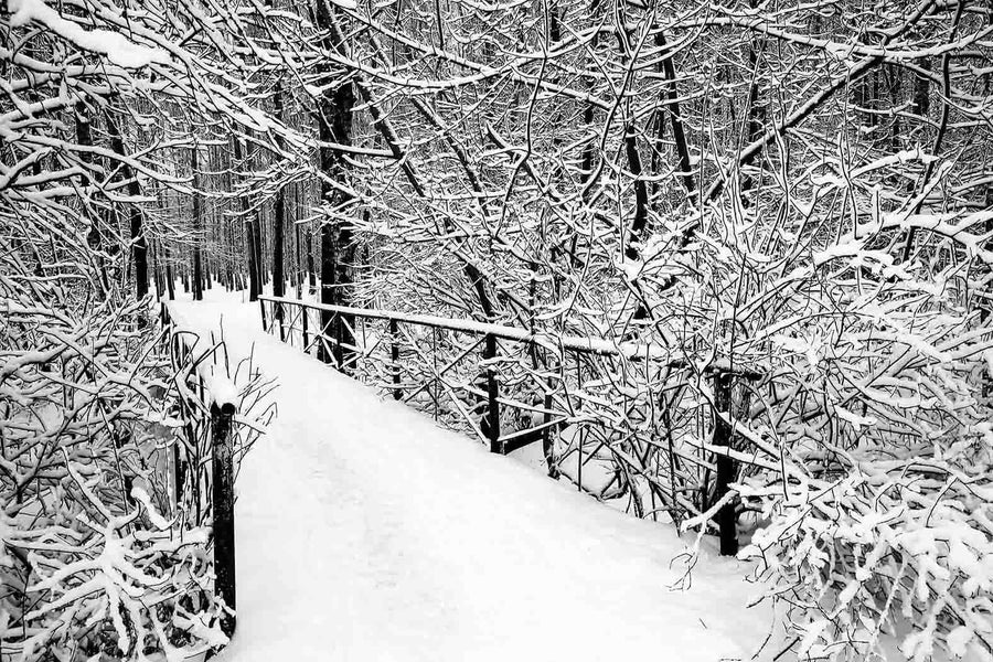 Bridge in Forest on Winter Day Black and White Wall Mural Wallpaper Mural Black & White Original Custom Size