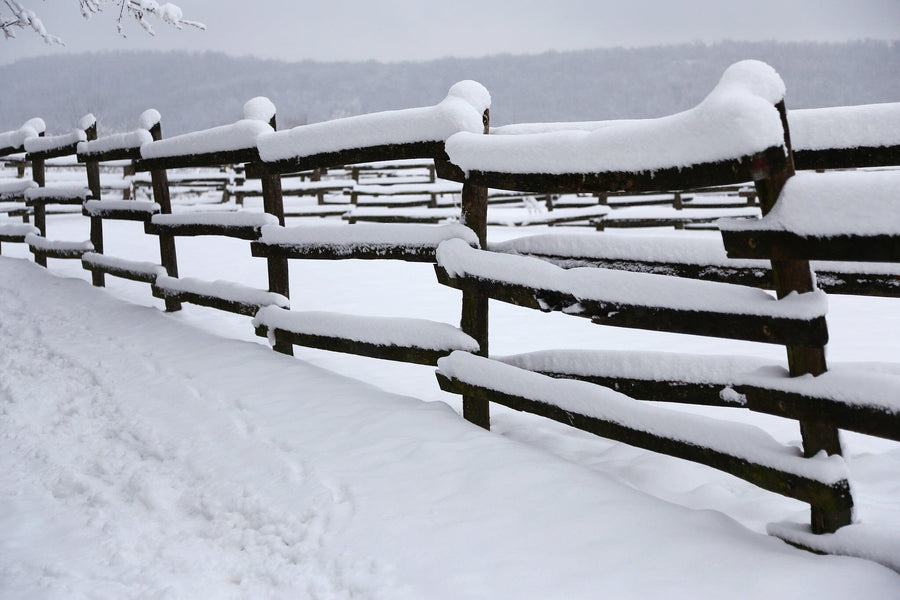 Snow-covered wooden corral poles run parallel to a path blanketed in white, with footprints leading through a serene winter scene of distant trees and gray sky. This peaceful vista echoes the charm of the "Closeup of Snowy Corral Poles as a Winter Background" wall mural.