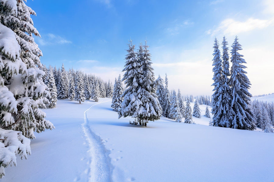 A snowy path winding through a covered winter forest – Peel and Stick Wall Murals