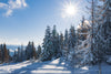 Fascinating Sunny Landscape Of A Winter Forest Wall Mural