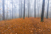Foggy Autumn Forest Landscape Wall Mural