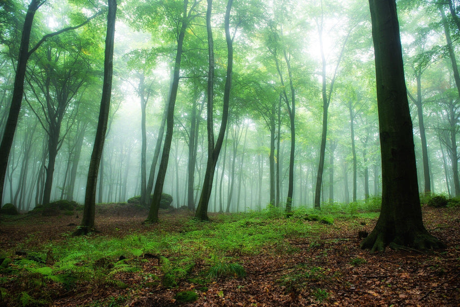 Foggy Morning in Green Forest with Big Rock Wall Mural Wallpaper Mural Deposit Photo Color Original Custom Size