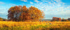 Forest Fall Colors With A Meadow Wall Mural