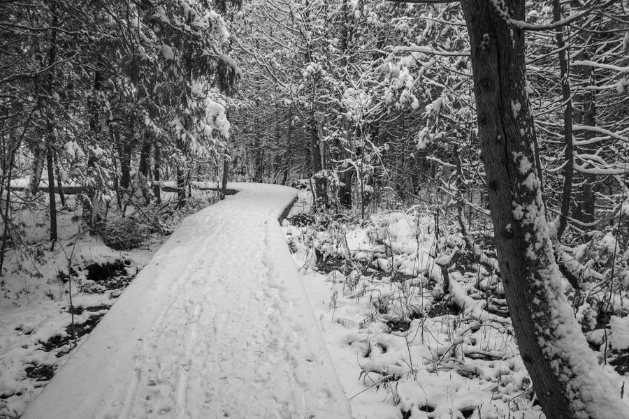 The Forest Landscape With Snow Covered Trees Wall Mural features a black-and-white photo of a snow-laden forest path. Trees are heavy with snow, and footprints mark the narrow, gently curving path that leads into the serene, dense woods. Perfect for custom printed murals.