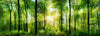 Forest Panorama with Rays of Sunlight Wall Mural