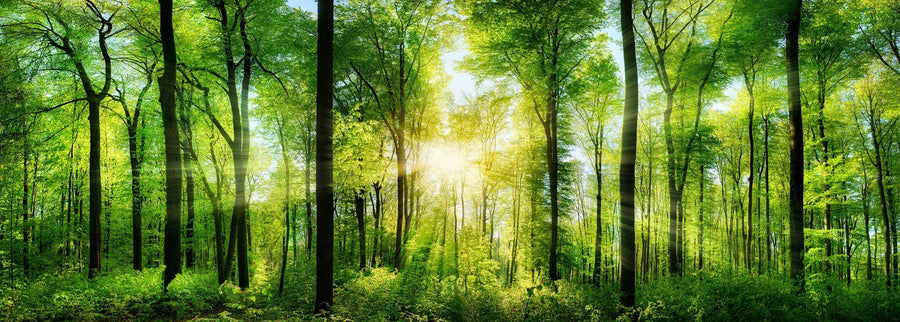 Forest Panorama with Rays of Sunlight Wall Mural Wallpaper Mural Deposit Photo Color Original Custom Size