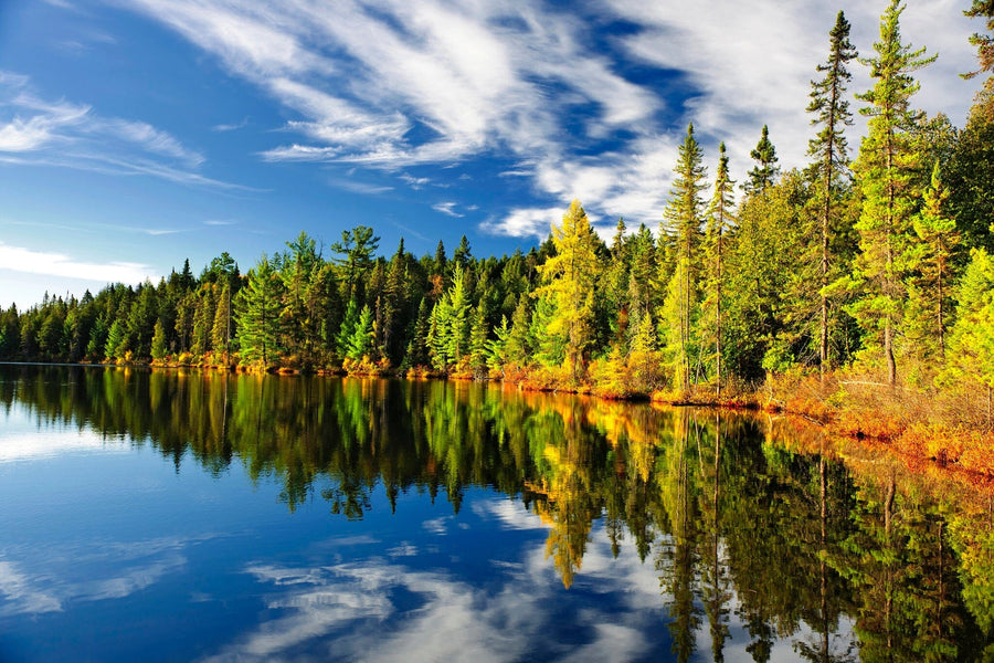 A serene lake mirrors a vibrant forest of green and autumn trees under a blue sky with wispy clouds, resembling the "Forest Reflecting in Lake Wall Mural," which adds tranquility to any space by highlighting nature's contrasting colors.