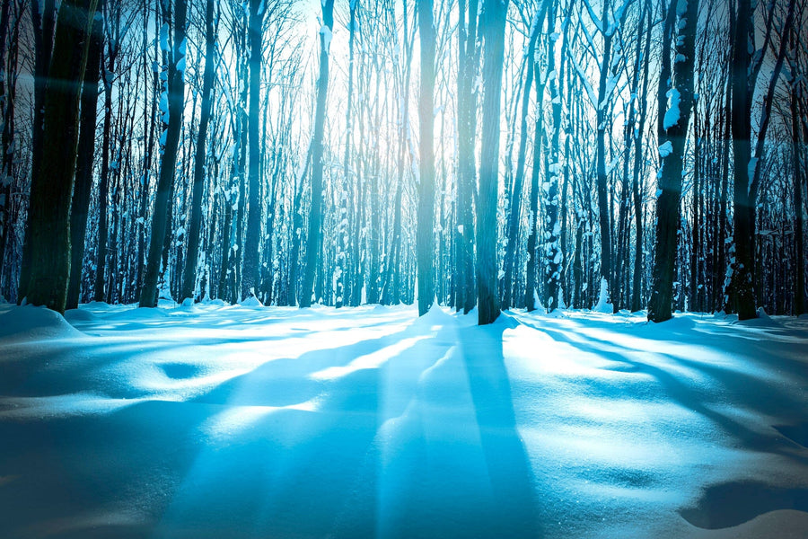 The "Forest Trees Nature Snow Wood Wall Mural" captures a serene snowy forest with tall, bare trees casting long shadows. Sunlight filters through, adding an ethereal touch to the undisturbed snow's icy blue tint, making it ideal for custom murals conveying tranquil winter charm.