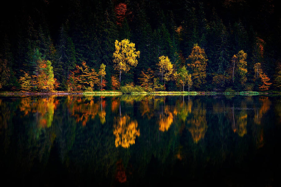 trees reflecting on the lake – Peel and Stick Wall Murals