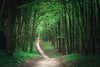 Long Pathway in Green Forest Wall Mural