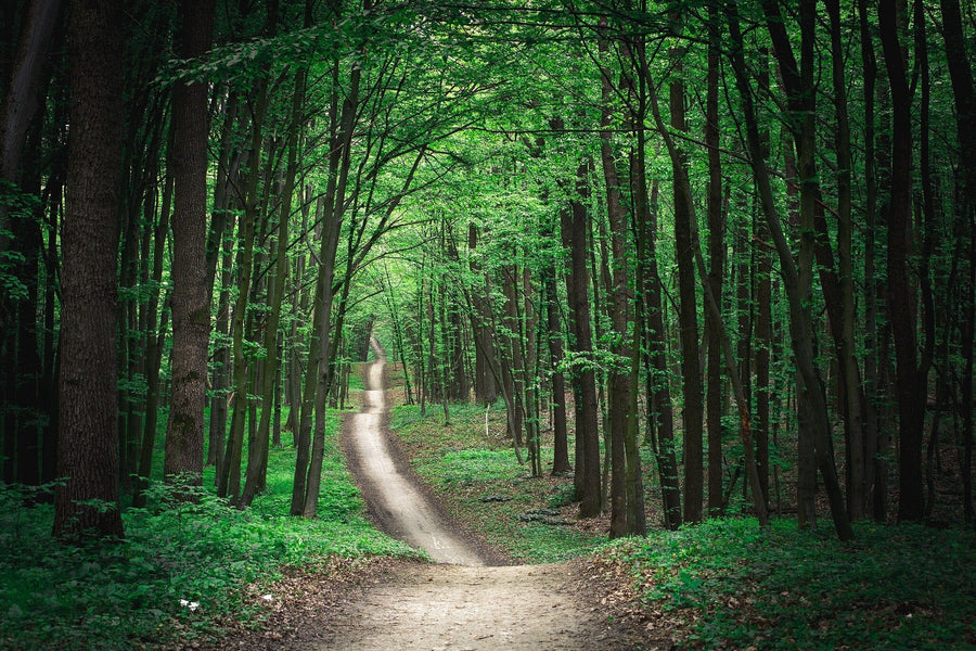 Long Pathway in Green Forest Wall Mural Wallpaper Mural Deposit Photo Color Original Custom Size