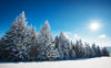 trees covered in snow with the sun shining – Peel and Stick Wall Murals