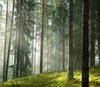 Misty Forest Stand Wall Mural