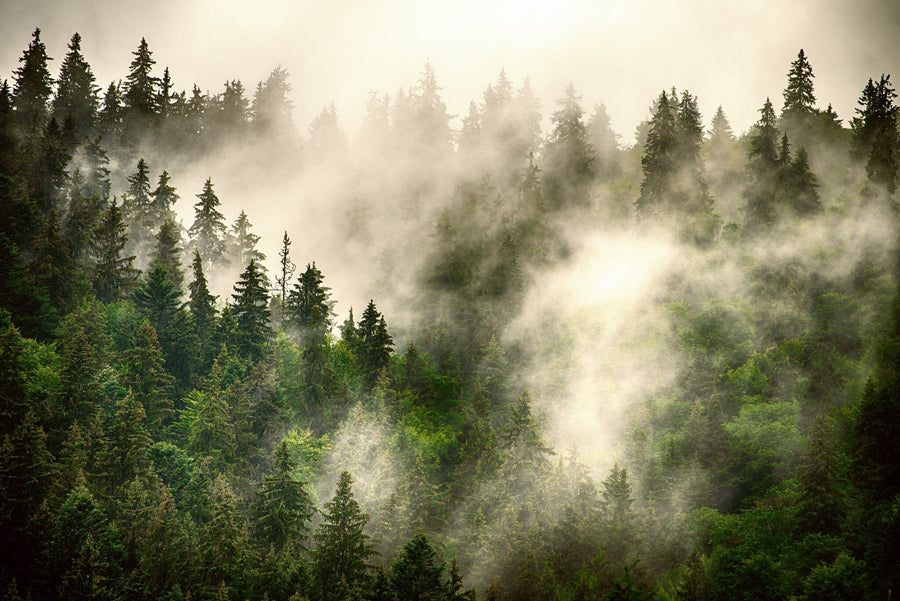A mystical atmosphere is formed by a misty evergreen forest, with sunlight highlighting the green foliage and the treetops partly obscured, making it ideal for a custom printed mural. This enchanting scene is captured in our Misty Mountain Landscape Wall Mural.