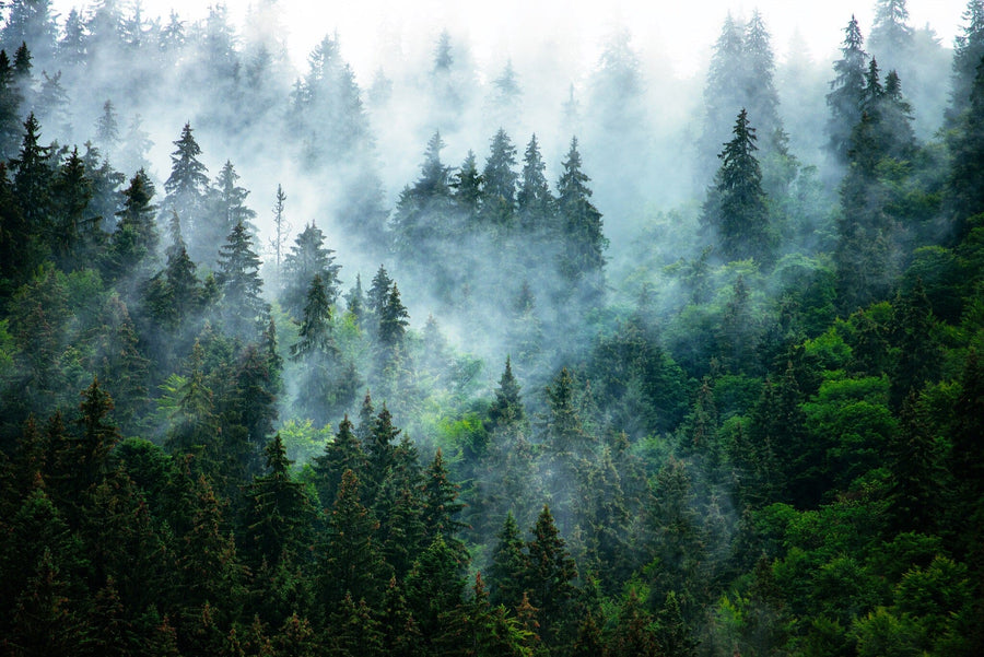 The Misty Mountain Way Wall Mural captures a dreamy and serene atmosphere, with mist and fog softening the lush, green treetops against a pale sky. Its enchanting foliage transforms any space into a tranquil forest scene.