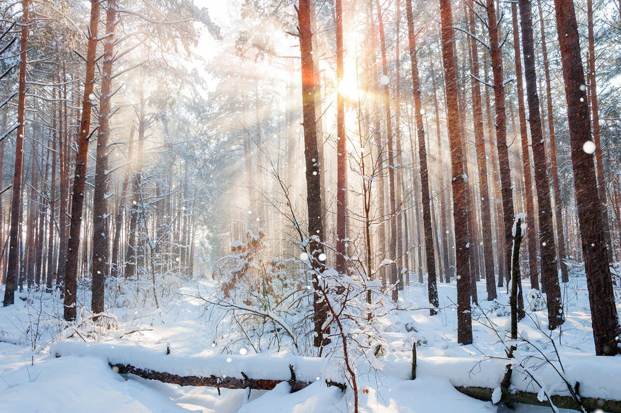 winter forest with sunlight filtering through the trees – Peel and Stick Wall Murals