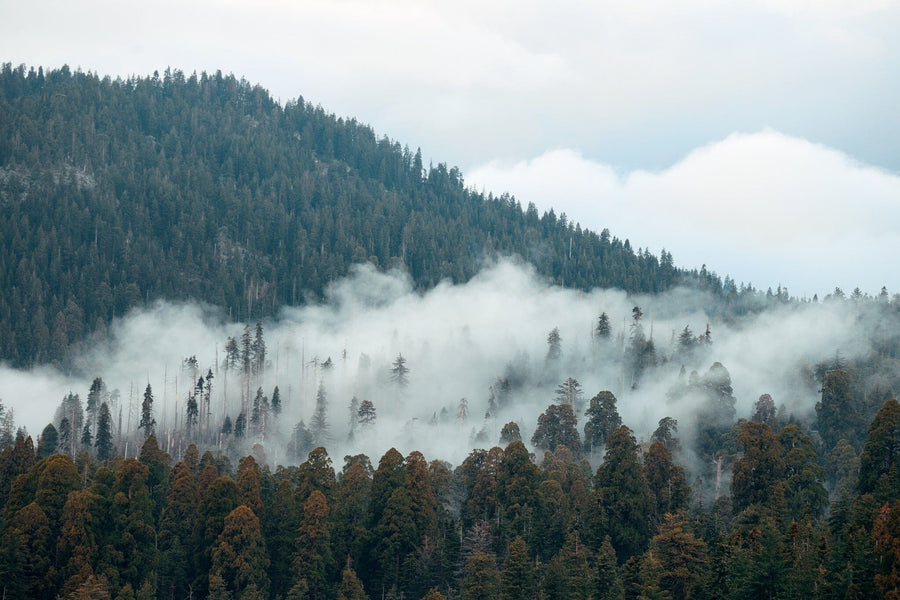 The "Mountain with Fog Wall Mural" showcases a dense evergreen forest partially veiled by mist, with steep mountains in the background. The ethereal atmosphere and overcast sky evoke tranquility, perfect for creating custom printed murals.