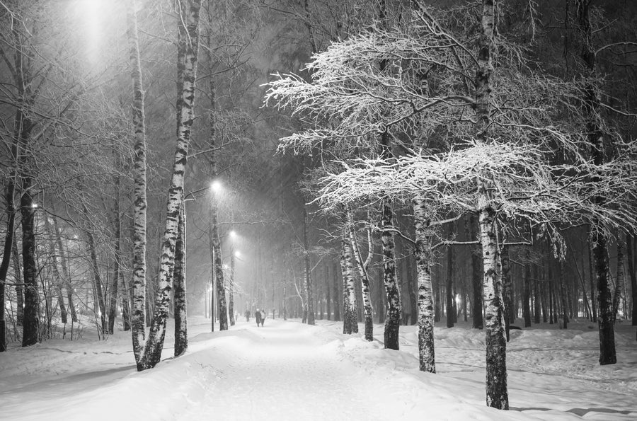Night Time Snowstorm in a City Birch Tree Park Wall Mural