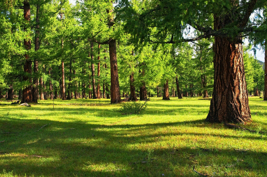 Old Pine Forest with Green Grass Wall Mural Wallpaper Mural Deposit Photo Color Original Custom Size