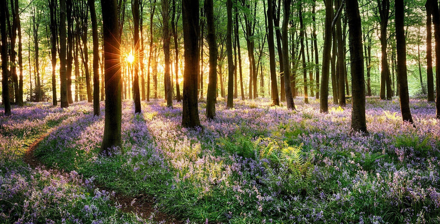 Path Through Bluebell Woods Wall Mural Wallpaper Mural Deposit Photo Color Original Custom Size