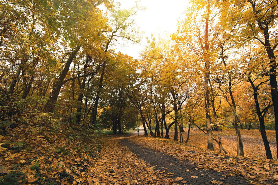 Pathway in Autumn Park Wall Mural Wallpaper Mural Deposit Photo Color Original Custom Size