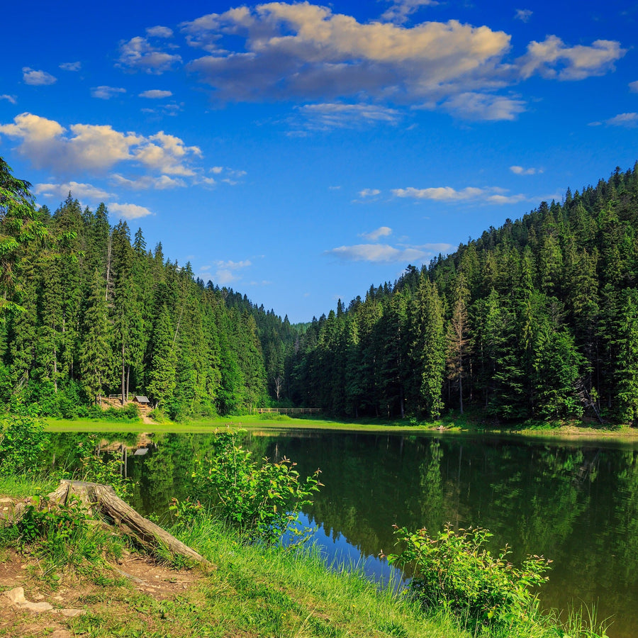 Scenic lake with lush green trees and grassy shore – Peel and Stick Wall Murals