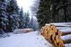 Pine Logs Under Snow in Forest Wall Mural