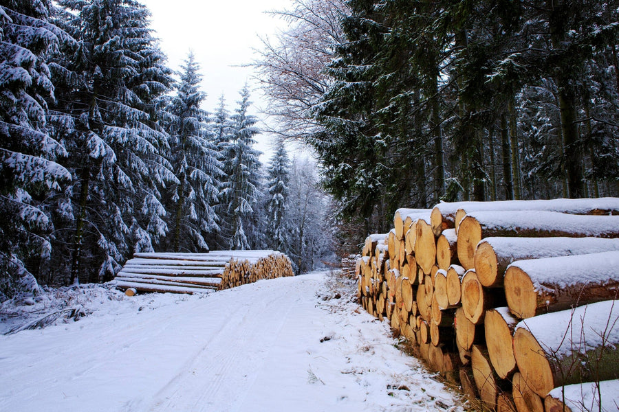 Snow-covered forest road with pine logs