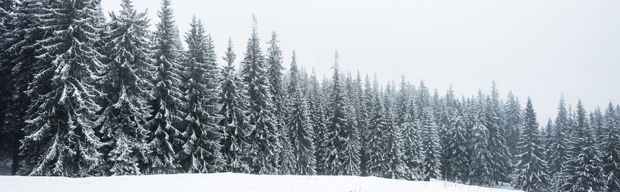 The "Pine Trees Forest Covered with Snow Wall Mural" depicts a serene winter scene of snow-laden evergreen trees under an overcast sky, with a snowy foreground enhancing the tranquil and cold atmosphere.