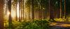 Silent Forest in Spring Morning Wall Mural