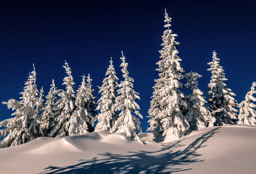 Snow-covered trees in a winter landscape, with a small fragile tree covered in frost – Peel and Stick Wall Murals