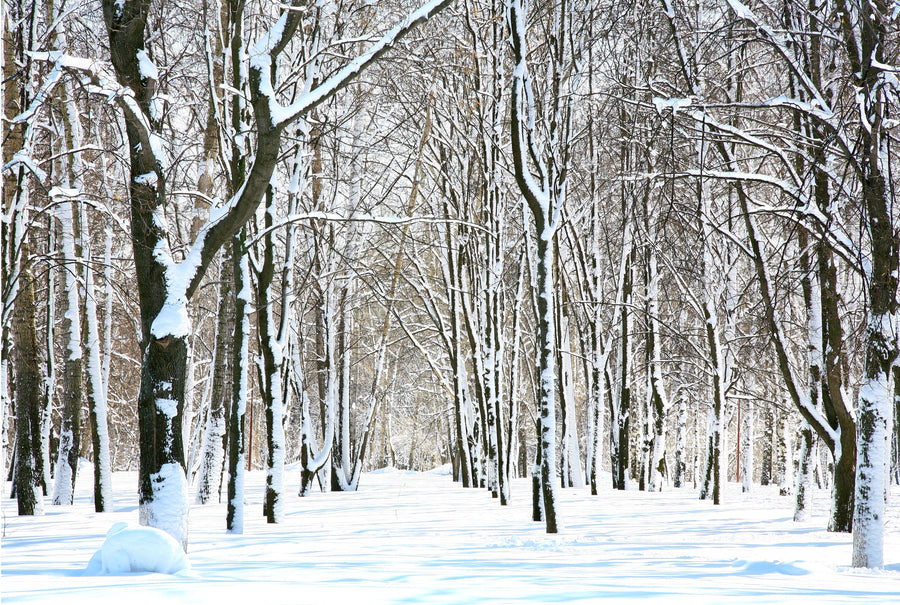 snow covered trees in april – Peel and Stick Wall Murals