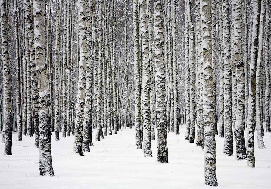 Snowy Birch Trees In Winter Forest Wall Mural Wallpaper Mural Deposit Photo Color Original Custom Size