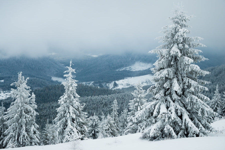 Snow-covered fir trees on a snowy hill in the mountains – Peel and Stick Wall Murals