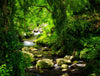 Stream in Green Forest Wall Mural