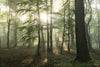 Summer Landscape of Foggy Forest at Sunrise Wall Mural