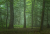 Summer Landscape Lost in a Foggy Forest Wall Mural