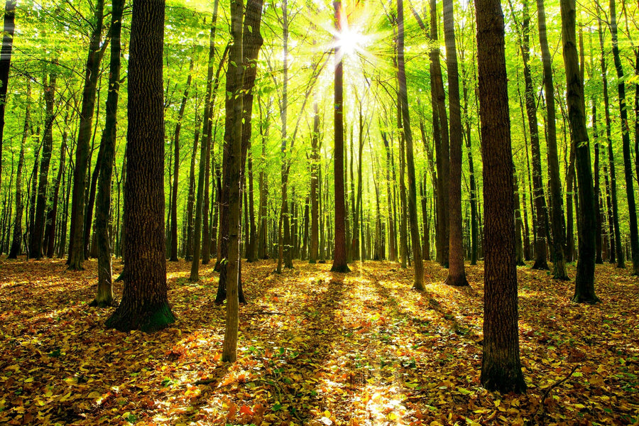 Sun Beams Autumn Forest Wall Mural Wallpaper Mural Deposit Photo Color Original Custom Size