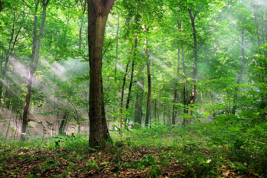 Sun Rays Through the Trees and Underbrush Wall Mural Wallpaper Mural Photo Color Original Custom Size