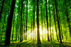 Sunbeams and Beautiful Green Forest Wall Mural