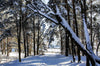 Sunlight in Snowy Winter Forest in the City Wall Mural