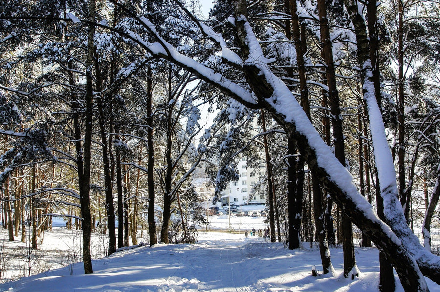 Sunlight in Snowy Winter Forest in the City Wall Mural Wallpaper Mural Deposit Photo Color Original Custom Size