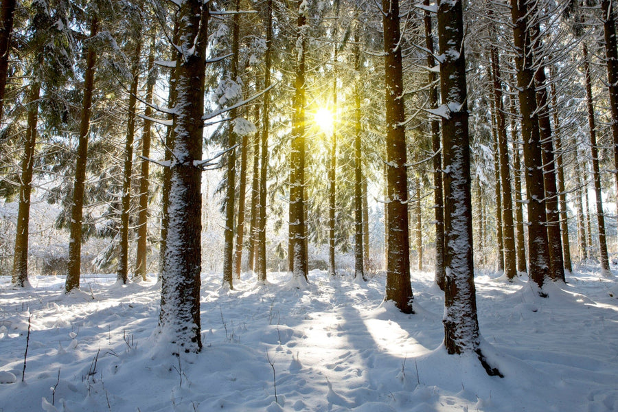 sunny winter day in a snowy forest with sunlight filtering through the trees – Peel and Stick Wall Murals