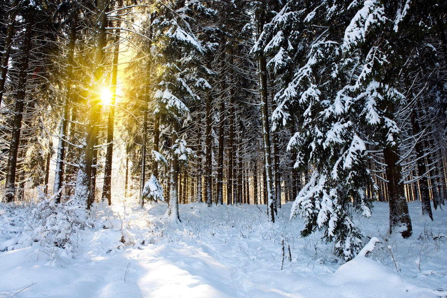 Snow-covered forest with sunlight filtering through tall trees – Peel and Stick Wall Murals