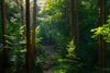 Sunny Evening in the Magical Carpathian Forest Wall Mural