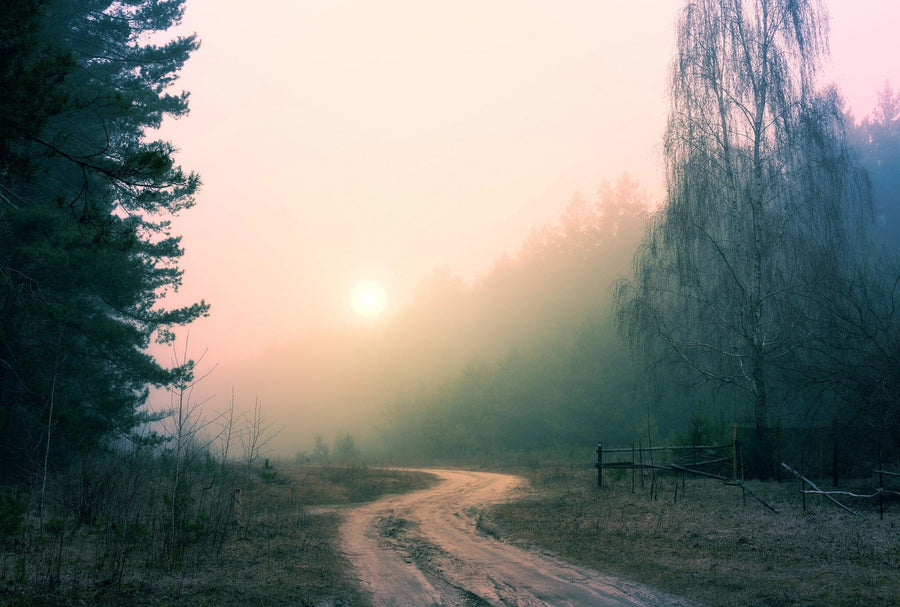 Sunrise on a Foggy Forest Road Wall Mural Wallpaper Mural Deposit Photo Color Original Custom Size